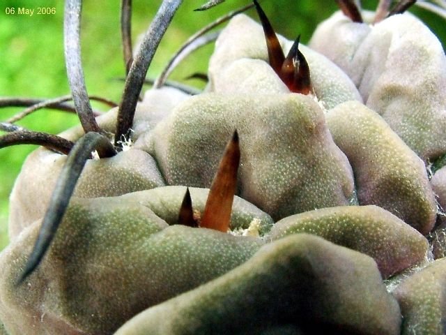 Eriosyce _occulta _07